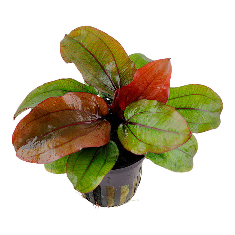 Echinodorus 'Reni' Nr.8 ca. 15-40 cm