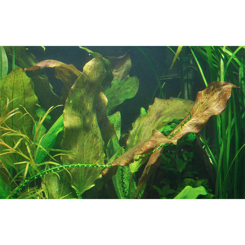 Echinodorus 'Ozelot' Nr.8 ca. 20-40 cm