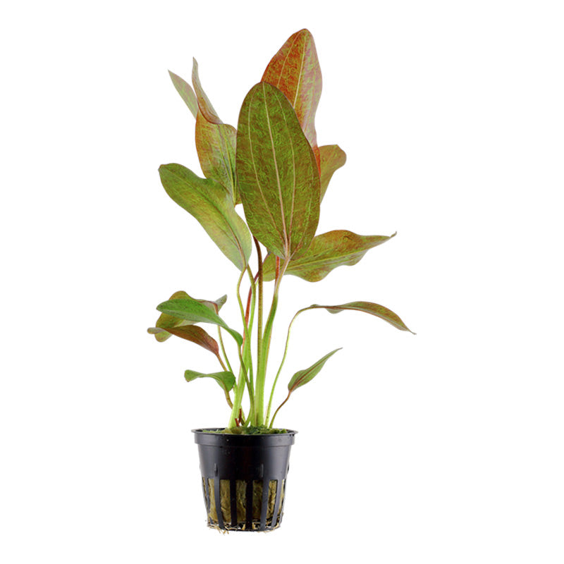 Echinodorus 'Ozelot' Nr.8 ca. 20-40 cm