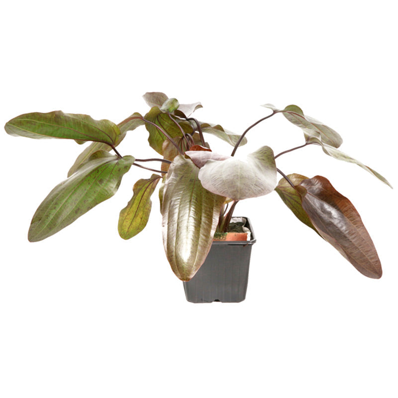 Echinodorus 'Ozelot' Nr.12 ca. 20-50 cm XL potte