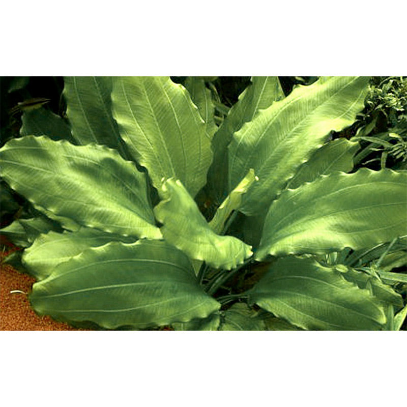 Echinodorus 'Aquartica' Nr.7 ca. 10-20 cm