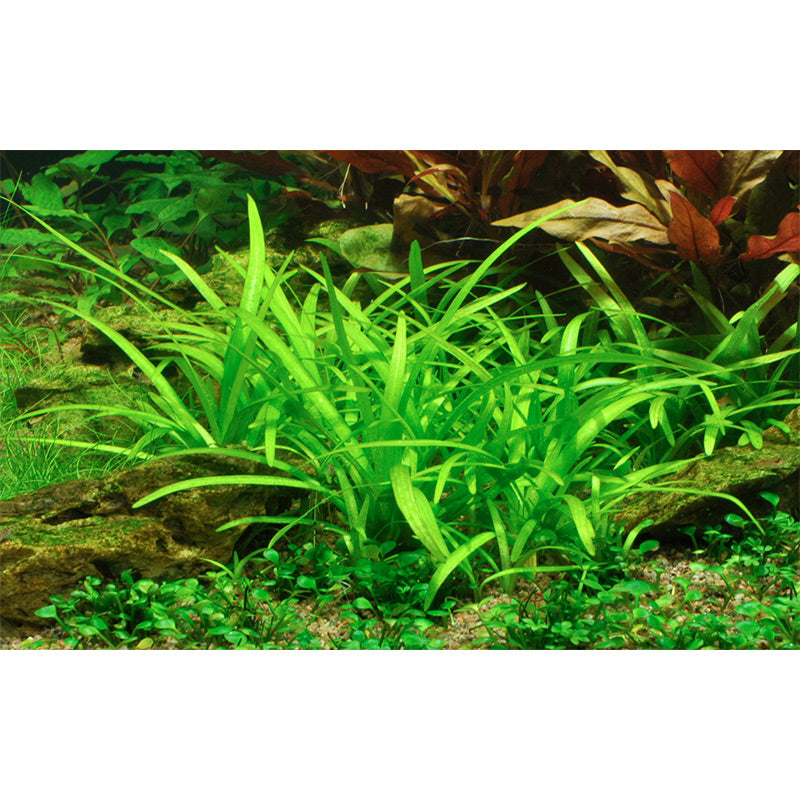 Sagittaria subulata Nr.7 ca. 5-30 cm