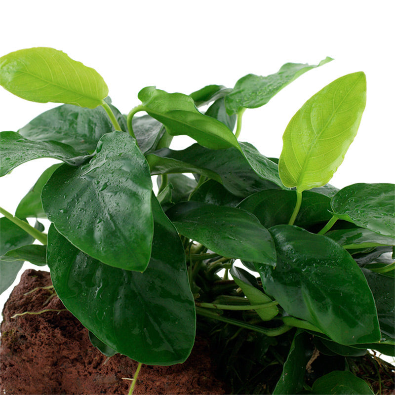 Anubias barteri var. Nana Nr.11 ca. 12-16 cm på lavasten