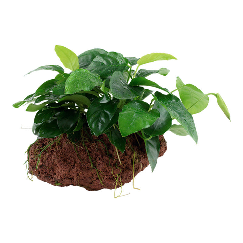 Anubias barteri var. Nana Nr.11 ca. 12-16 cm på lavasten