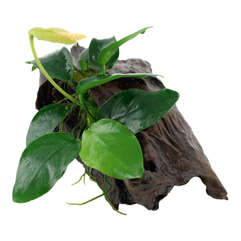 Anubias barteri var. Nana Nr.11 ca. 20-25 cm på rod