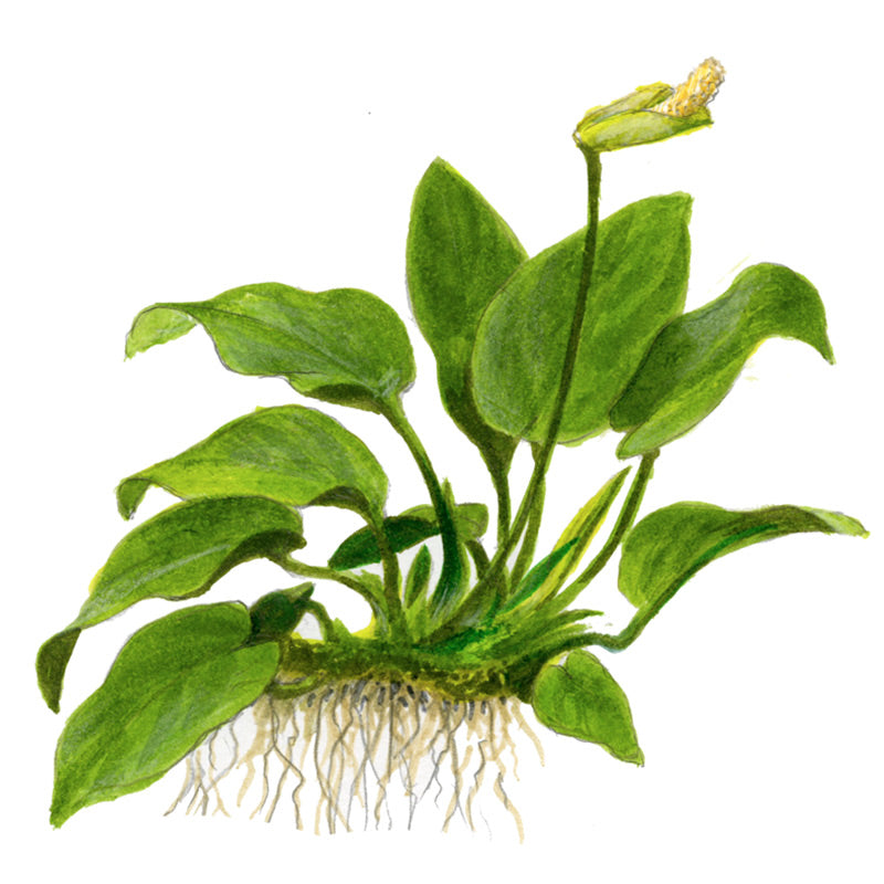 Anubias barteri var. Nana Nr.11 ca. 20-25 cm på rod