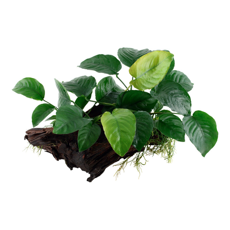 Anubias barteri sp. Nr.13 ca. 20-45 cm på rod XL