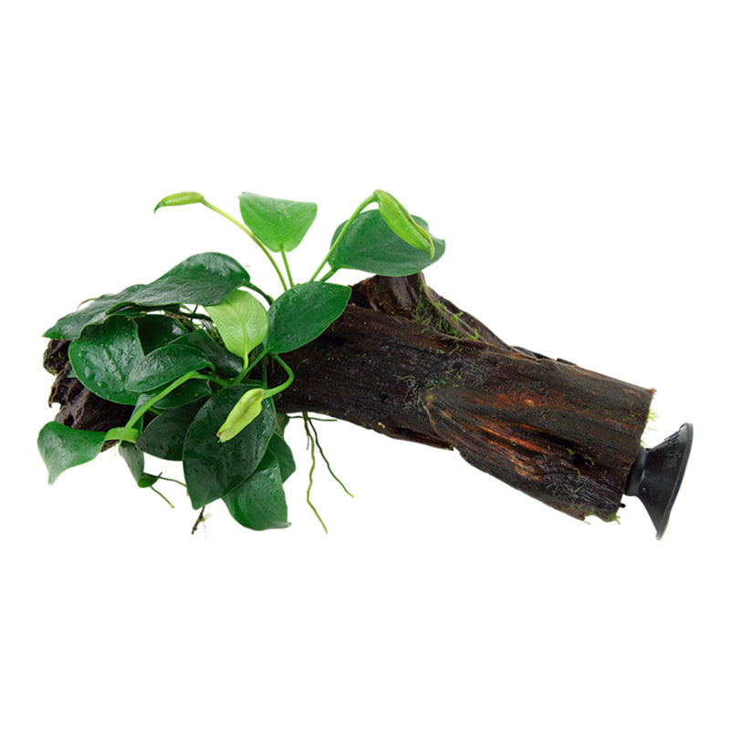 Anubias barteri var. Nana Nr.12 på rod m/sugekop