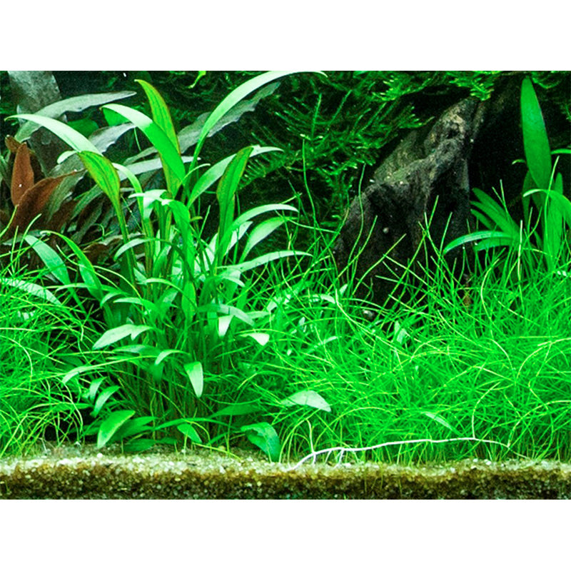 Cryptocoryne x willisii Nr.7 ca. 7-20 cm