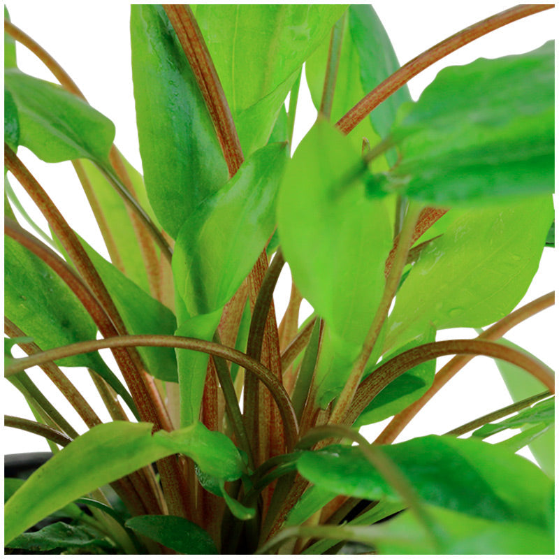 Cryptocoryne wendtii 'Green' Nr.7 ca. 5-10 cm potte
