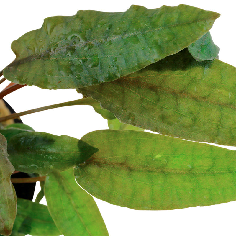 Cryptocoryne wendtii 'Tropica' Nr.7 potte