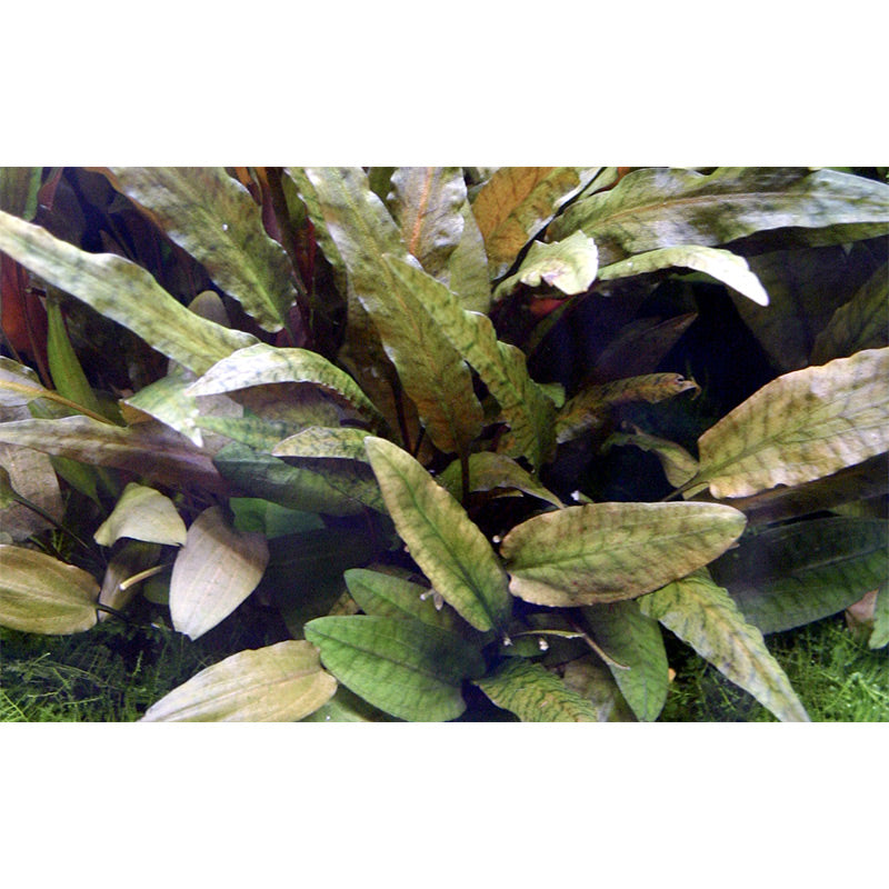 Cryptocoryne wendtii 'Tropica' Nr.7 potte