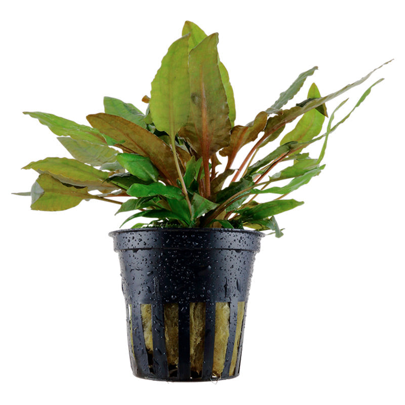 Cryptocoryne wendtii 'Tropica' Nr.7 potte