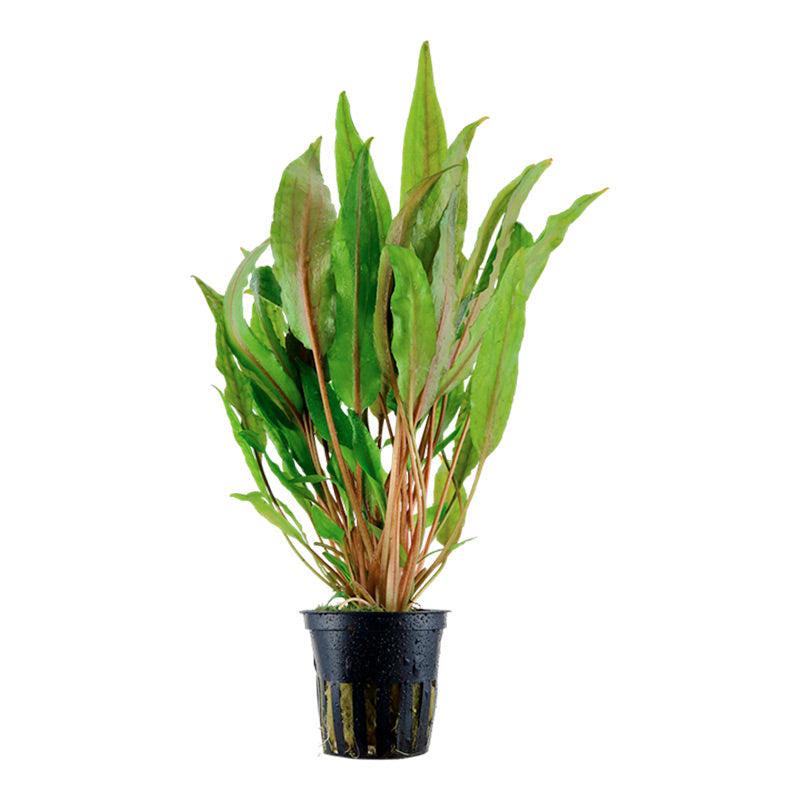 Cryptocoryne undulata 'Broad Leaf' Nr.7 ca. 15-25 cm