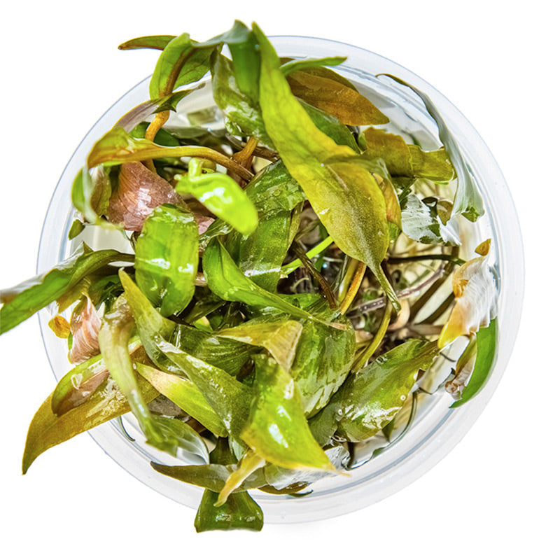 Cryptocoryne undulata 'Broad Leaf' Nr.8 1-2-Grow! ca. 15-30 cm