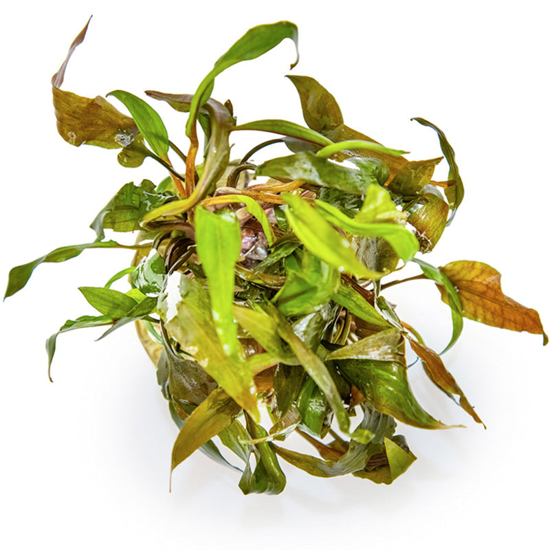 Cryptocoryne undulata 'Broad Leaf' Nr.8 1-2-Grow! ca. 15-30 cm