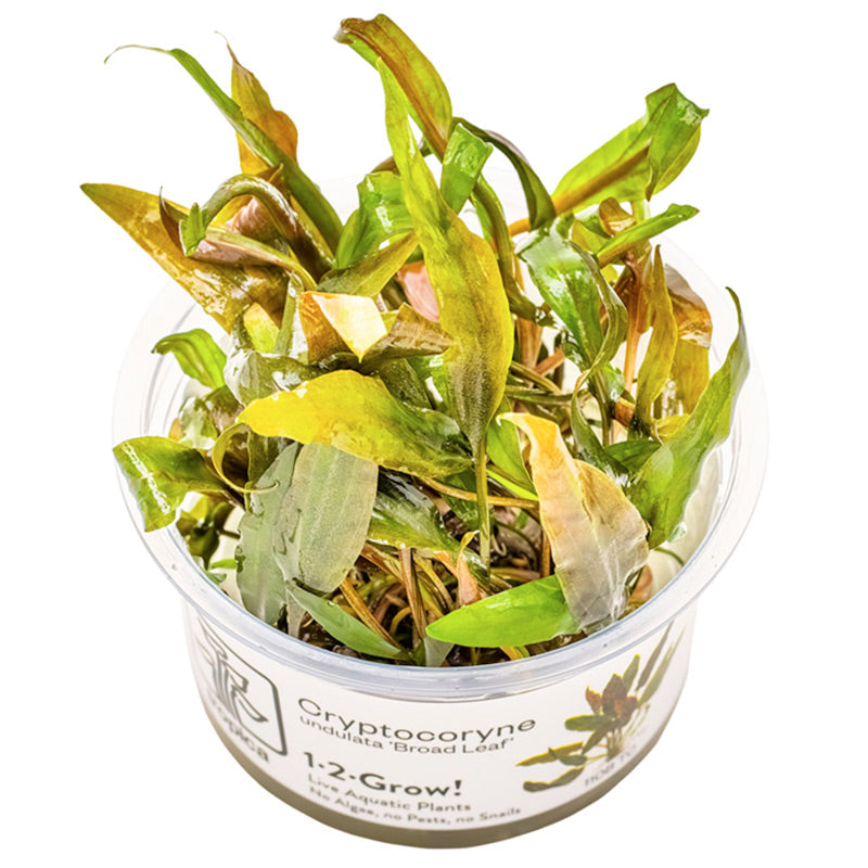 Cryptocoryne undulata 'Broad Leaf' Nr.8 1-2-Grow! ca. 15-30 cm