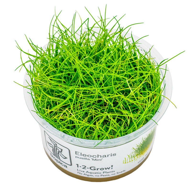 Eleocharis acicularis 'Mini' Nr.8